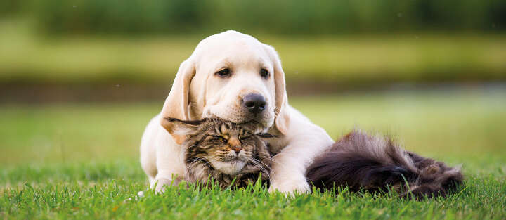 Einstiegsbild Hund Katze umarmen sich 1700x740